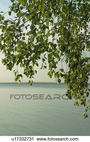 Birch leaves Clear Lake; Canada, Manitoba, Riding Mountain National Park View Large Photo Image Stock Image - Birch leaves Clear Lake; Canada, Manitoba, Riding Mountain National Park. Fotosearch
