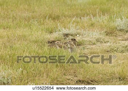 Picture - Black-tailed prairie dog. Grasslands National Park, Saskatchewan. Fotosearch