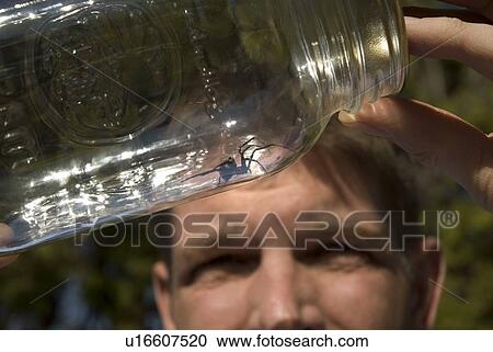 Black widow spider in jar, Okanagan Centre, BC, Canada View Large Photo Image Stock Image - Black widow spider in jar, Okanagan Centre, BC, Canada. Fotosearch
