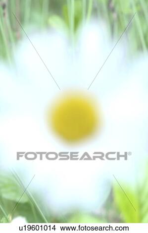 Blurred white daisy in field; Canada, Manitoba, Erickson View Large Photo Image Picture - Blurred white daisy in field; Canada, Manitoba, Erickson. Fotosearch