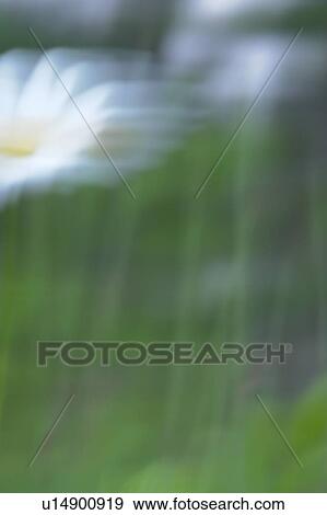 Stock Photo - Blurred white daisy in field; Canada, Manitoba, Erickson. Fotosearch
