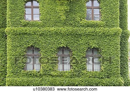 Building covered with morning glory, Poland View Large Photo Image Stock Image - Building covered with morning glory, Poland. Fotosearch