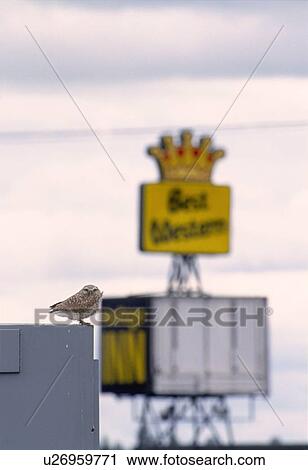 Burrowing Owl (Athene cunicularia) living in city, encroachment on habitat View Large Photo Image Stock Image - Burrowing Owl (Athene cunicularia) living in city, encroachment on habitat. Fotosearch