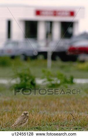 Burrowing Owl (Athene cunicularia) living in city, encroachment on habitat View Large Photo Image Stock Photo - Burrowing Owl (Athene cunicularia) living in city, encroachment on habitat. Fotosearch