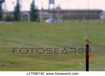 Burrowing Owl (Athene cunicularia) living in city, encroachment on habitat View Large Photo Image Stock Photography - Burrowing Owl (Athene cunicularia) living in city, encroachment on habitat. Fotosearch