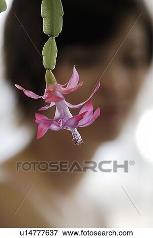 Cactus flower in foreground, young woman blurred in background, Canada, Manitoba, Brandon View Large Photo Image Stock Photo - Cactus flower in foreground, young woman blurred in background, Canada, Manitoba, Brandon. Fotosearch