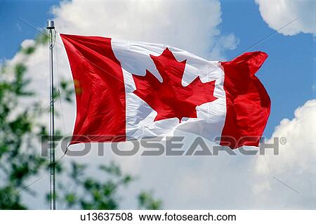 Canadian flag with white clouds, blue sky, partial tree View Large Photo Image Stock Photo - Canadian flag with white clouds, blue sky, partial tree. Fotosearch