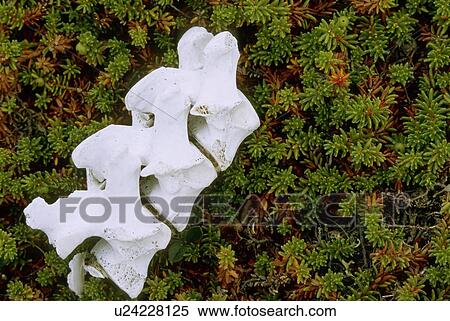 Stock Photography - Caribou Vertebrae on tundra; Ukkusiksalik National Park, Nunavut, Canada. Fotosearch
