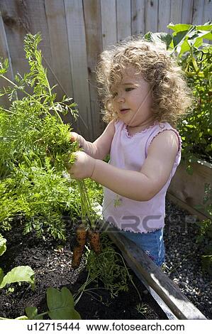 Picture - Child (female 2. 5 years) pulling carrots from the garden, North Vancouver, BC. Fotosearch