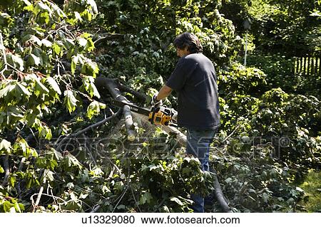 Cleaning up after a wind storm that broke many branches and felled trees, Toronto, Ontario, Canada View Large Photo Image Stock Image - Cleaning up after a wind storm that broke many branches and felled trees, Toronto, Ontario, Canada. Fotosearch