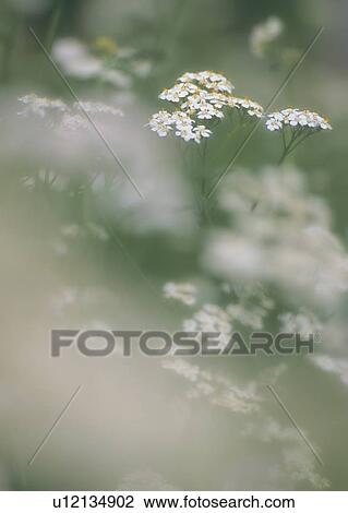 Cow Parsnip, Alberta, Canada View Large Photo Image Stock Image - Cow Parsnip, Alberta, Canada. Fotosearch