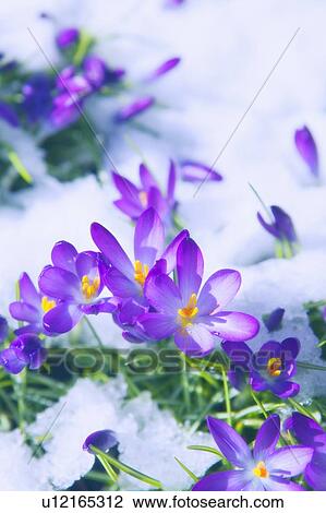 Crocuses Emerging Through Snow, West Vancouver, B. C. View Large Photo Image Stock Image - Crocuses Emerging Through Snow, West Vancouver, B. C.. Fotosearch