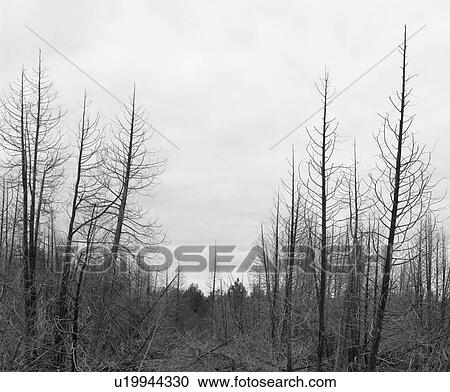Stock Image - Dead Forest, Rockwood, Ontario. Fotosearch