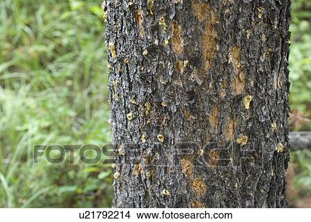Dead Lodgepole pine as a result of the mountain pine beetle. Manning Provincial Park, B. C. View Large Photo Image Picture - Dead Lodgepole pine as a result of the mountain pine beetle. Manning Provincial Park, B. C.. Fotosearch