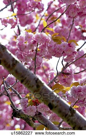 Detail of cherry tree in bloom, Canada, Ontario View Large Photo Image Stock Photo - Detail of cherry tree in bloom, Canada, Ontario. Fotosearch