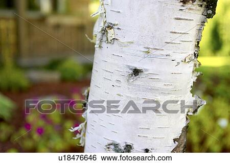 Stock Photograph - Detail of white birch, tree trunk, Canada, Ontario. Fotosearch