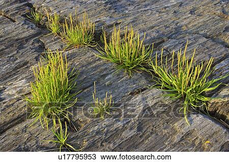 Details of ocean shoreline at low tide at Blue Rocks, Nova Scotia View Large Photo Image Stock Image - Details of ocean shoreline at low tide at Blue Rocks, Nova Scotia. Fotosearch