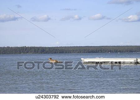 Dog going of dock after stick, Clear Lake, Canada, Manitoba, Riding Mountain National Park View Large Photo Image Stock Image - Dog going of dock after stick, Clear Lake, Canada, Manitoba, Riding Mountain National Park. Fotosearch