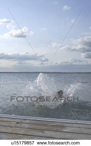Dog going of dock after stick, Clear Lake; Canada, Manitoba, Riding Mountain National Park View Large Photo Image Stock Photo - Dog going of dock after stick, Clear Lake; Canada, Manitoba, Riding Mountain National Park. Fotosearch