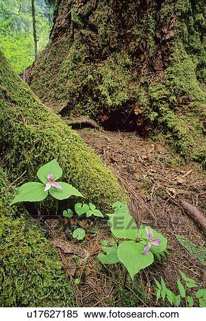 Dogwood blossoms at the base of a mossy tree, Whistler, BC View Large Photo Image Stock Photography - Dogwood blossoms at the base of a mossy tree, Whistler, BC. Fotosearch
