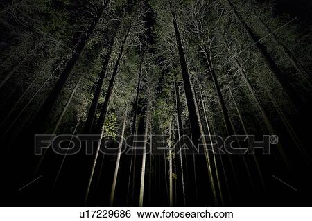 Eerie trees at night, Cypress Hills, Saskatchewan View Large Photo Image Stock Photograph - Eerie trees at night, Cypress Hills, Saskatchewan. Fotosearch