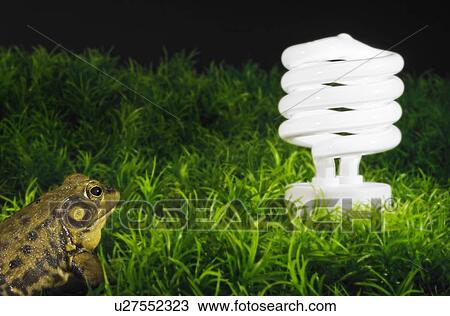 Stock Image - Energy-saving light bulb inspected by green frog.. Fotosearch