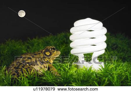 Energy-saving light bulb inspected by green frog. View Large Photo Image Stock Photo - Energy-saving light bulb inspected by green frog.. Fotosearch