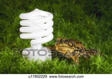 Energy-saving light bulb inspected by green frog. View Large Photo Image Stock Photo - Energy-saving light bulb inspected by green frog.. Fotosearch