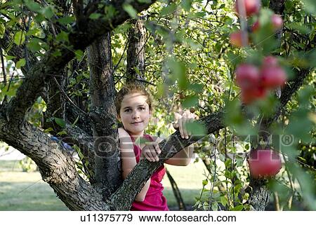 Face of girl in branches of crabapple tree, Winnipeg, Canada View Large Photo Image Stock Photo - Face of girl in branches of crabapple tree, Winnipeg, Canada. Fotosearch