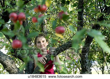 Face of girl in branches of crabapple tree, Winnipeg, Canada View Large Photo Image Stock Photography - Face of girl in branches of crabapple tree, Winnipeg, Canada. Fotosearch