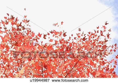 Stock Photo - Fall Leaves, Baysville, Ontario.. Fotosearch