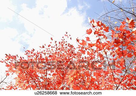 Stock Photo - Fall Leaves, Baysville, Ontario.. Fotosearch