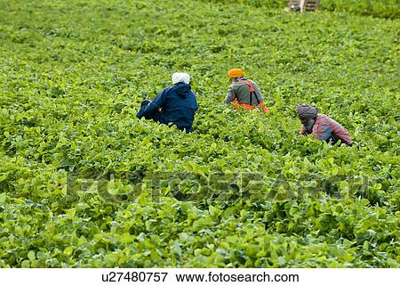 Stock Photo - Farmers pick strawberries near Duncan, BC. Fotosearch