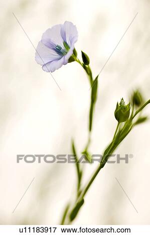 Flax blossoms, Saskatchewan, Canada View Large Photo Image Stock Photo - Flax blossoms, Saskatchewan, Canada. Fotosearch