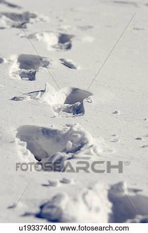Stock Image - Footprints in the snow, Burlington, Ontario. Fotosearch