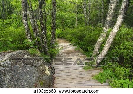 Stock Image - Forest floor details and hiking details - Port L'Hebert Pocket Wilderness Park, Nova Scotia. Fotosearch