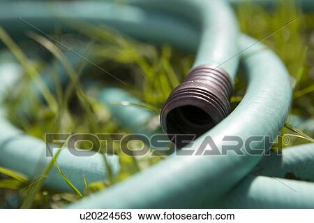 Garden hose, Cypress Street Community Garden, Vancouver, BC View Large Photo Image Stock Image - Garden hose, Cypress Street Community Garden, Vancouver, BC. Fotosearch