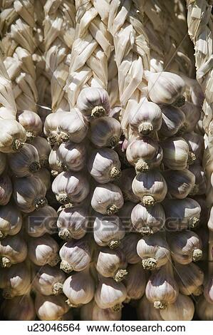 Garlic cloves, Saturday Market Salt Spring Island, British Columbia, Canada View Large Photo Image Picture - Garlic cloves, Saturday Market Salt Spring Island, British Columbia, Canada. Fotosearch