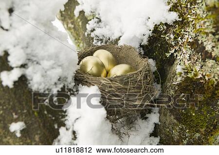 Stock Image - Golden Eggs and Nest in a Maple Tree With Snow. Fotosearch