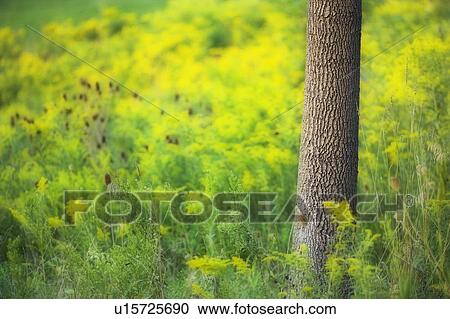Stock Image - Goldenrod - Binbrook Conservation area - Binbrook, Ontario, Canada. Fotosearch