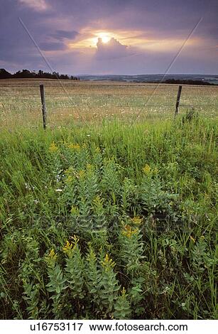 Goldenrod, fence and pastureland at sunset, Alberta, Canada View Large Photo Image Stock Photo - Goldenrod, fence and pastureland at sunset, Alberta, Canada. Fotosearch