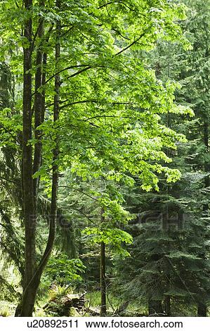 Green Trees, Gambier Island, B. C. View Large Photo Image Stock Image - Green Trees, Gambier Island, B. C.. Fotosearch