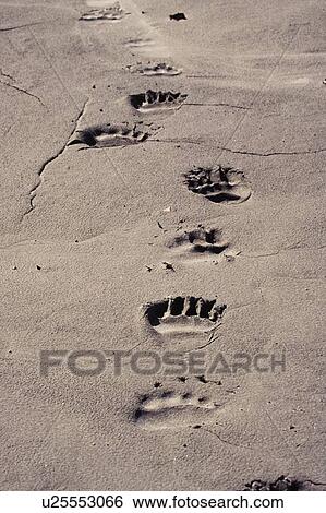 Grizzly Bear tracks in mud along Tatsheshini river, Kluane National Park, Yukon, Canada View Large Photo Image Stock Photograph - Grizzly Bear tracks in mud along Tatsheshini river, Kluane National Park, Yukon, Canada. Fotosearch