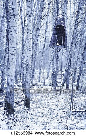 Grove of poplar trees with hunting blind in tree, duotone, Alberta View Large Photo Image Picture - Grove of poplar trees with hunting blind in tree, duotone, Alberta. Fotosearch