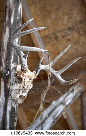 Stock Image - Hunting trophy of antlers hanging on wall of hunting cabin, Alberta. Fotosearch