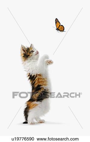 Kitten and Monarch Butterfly View Large Photo Image Stock Image - Kitten and Monarch Butterfly. Fotosearch