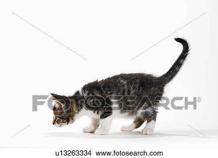 Picture - Kitten.. Fotosearch