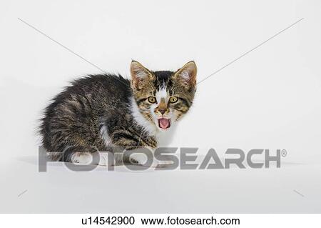 Kitten. View Large Photo Image Stock Image - Kitten.. Fotosearch