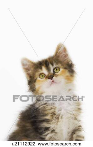 Stock Image - Kitten.. Fotosearch