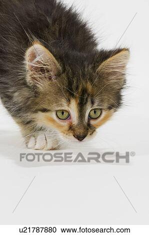 Stock Image - Kitten.. Fotosearch